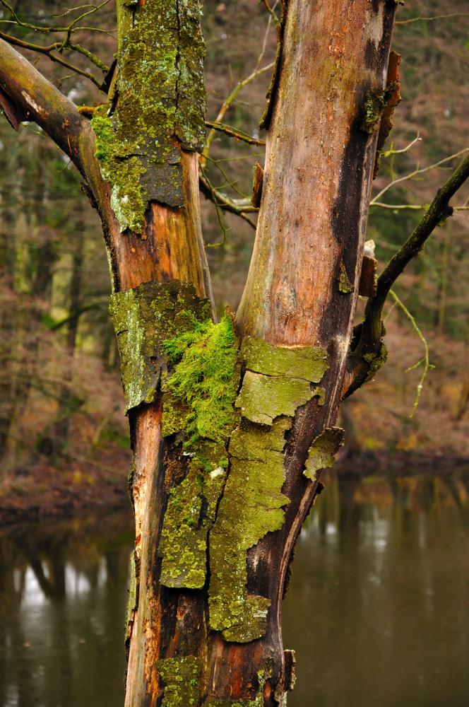 Alter Baum