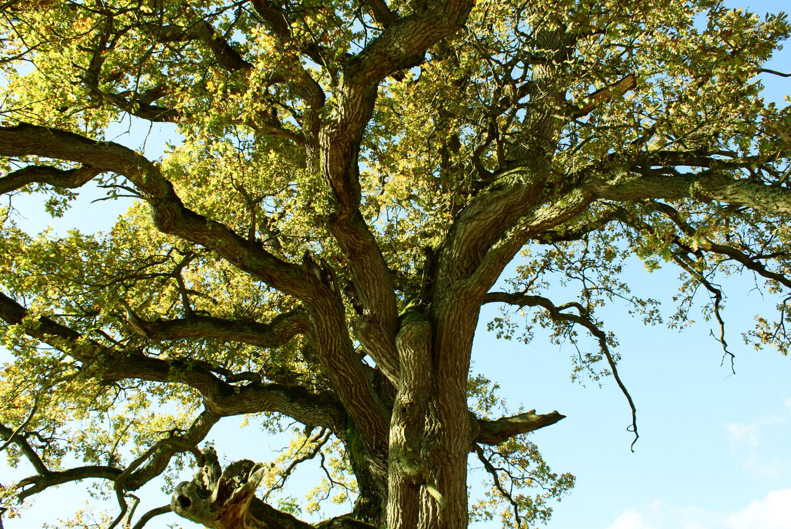 Alter Baum