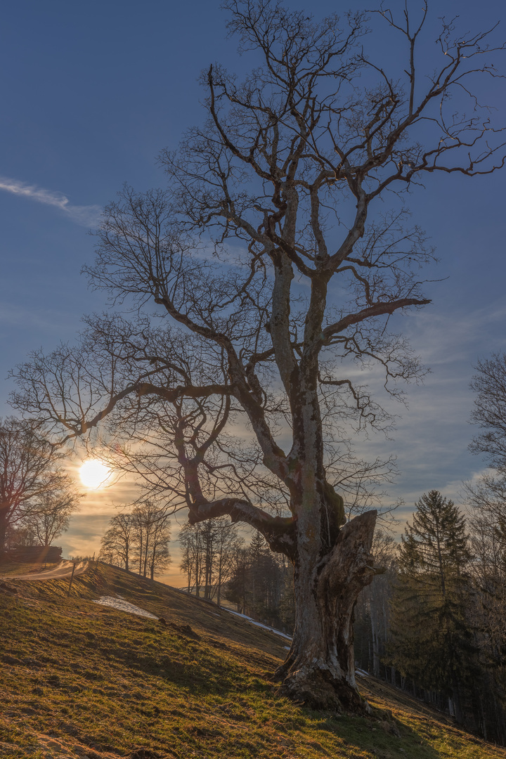 alter Baum