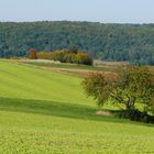 Alter Baum