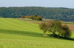 Alter Baum