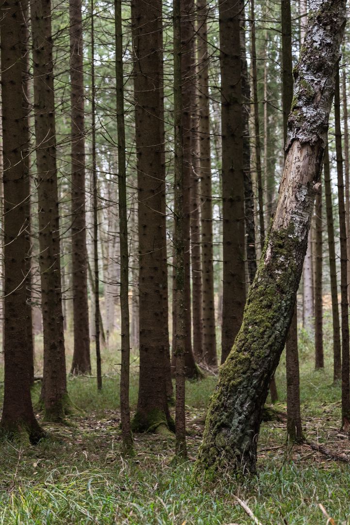 alter baum