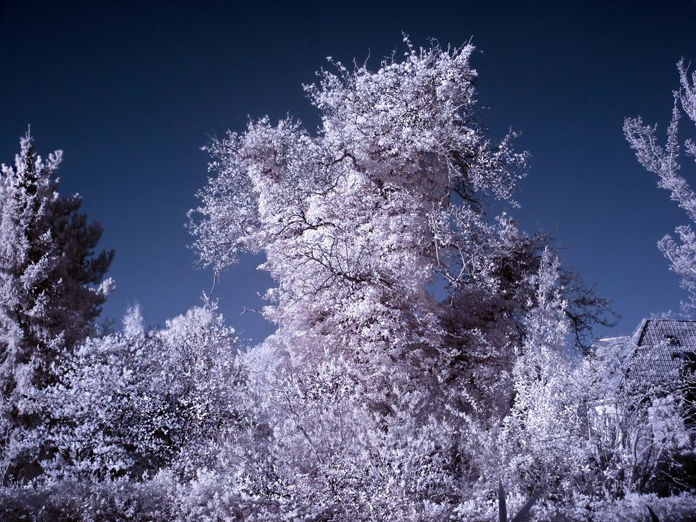 alter Baum