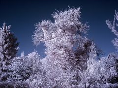 alter Baum