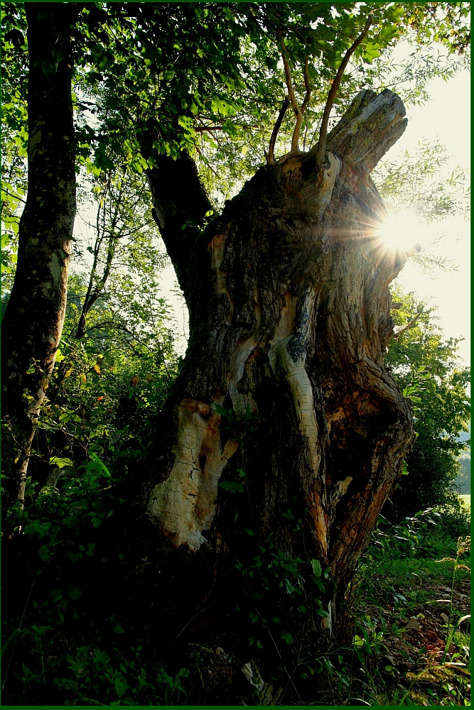 Alter Baum