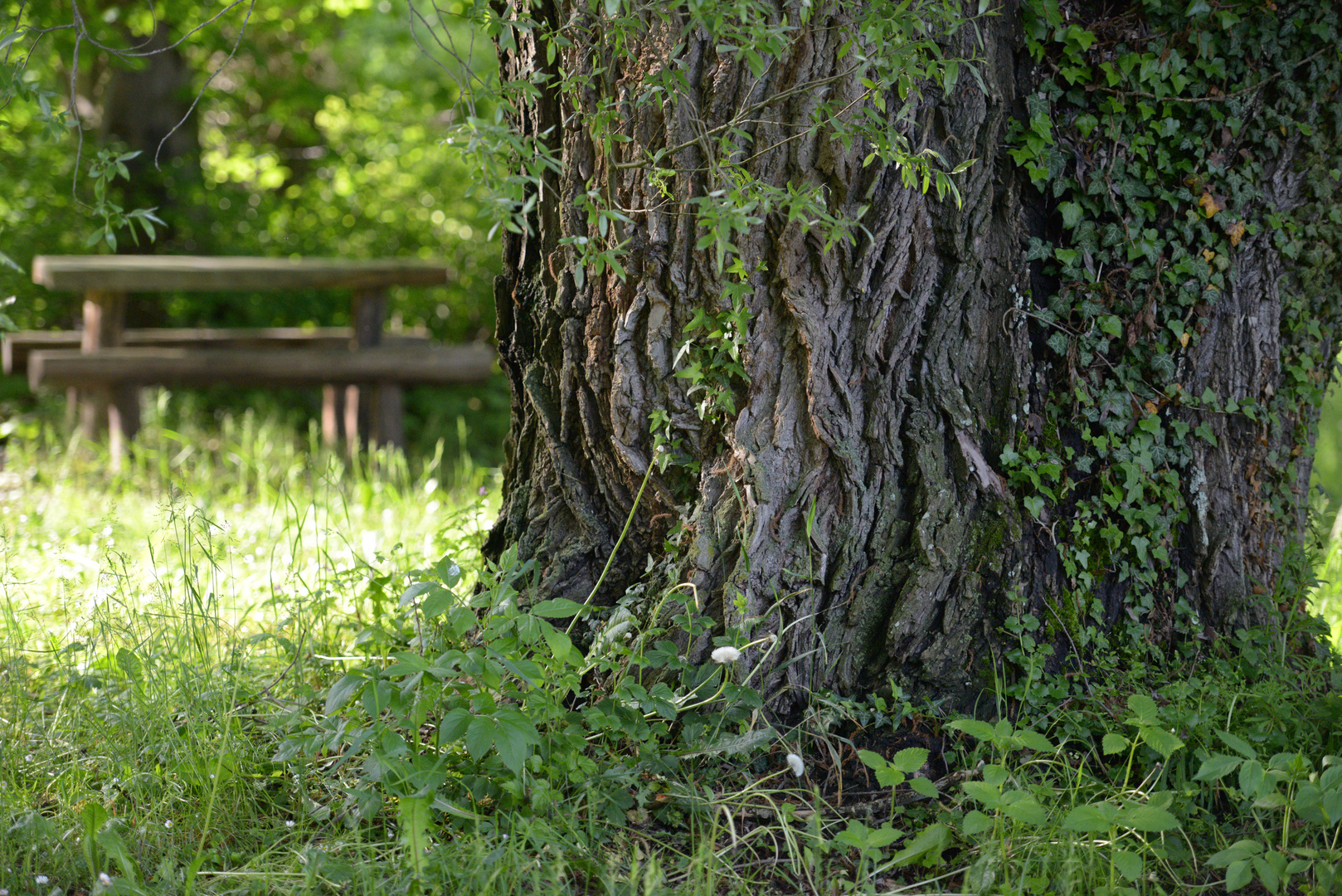 alter Baum