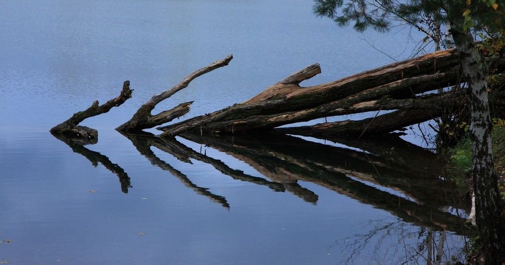 Alter Baum