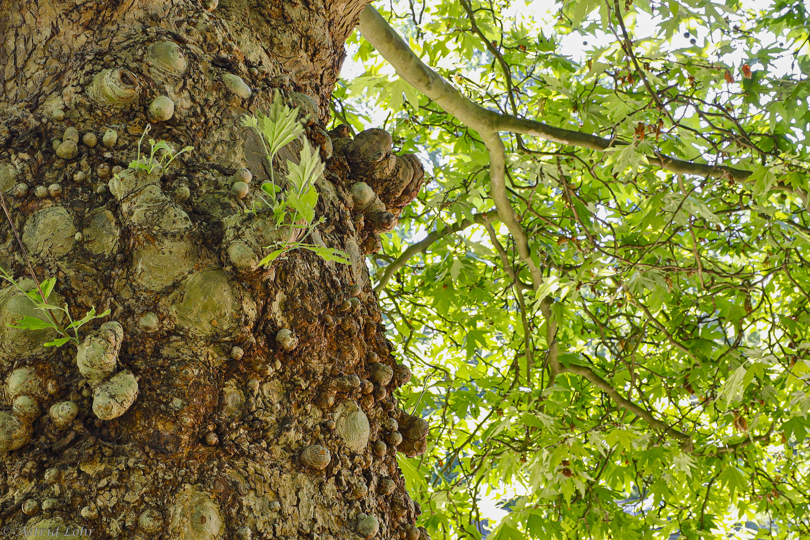 Alter Baum