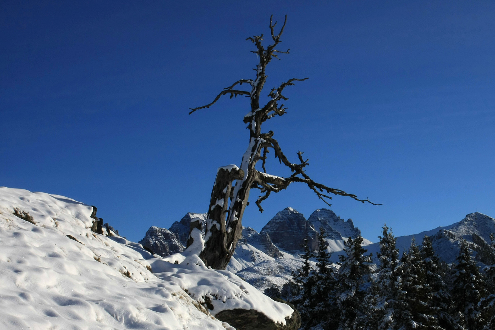 Alter Baum