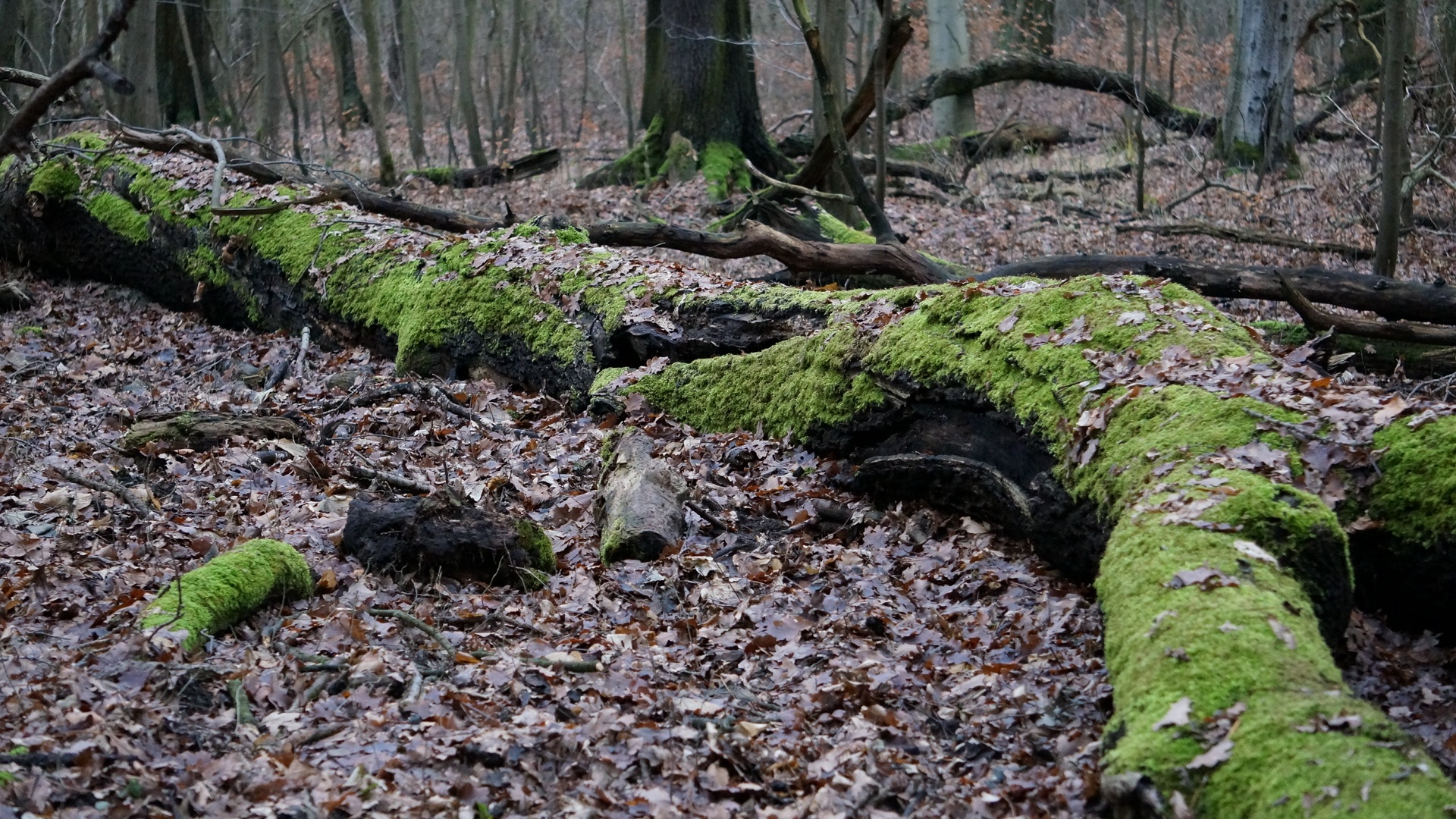 Alter Baum - aber immer noch Grün!