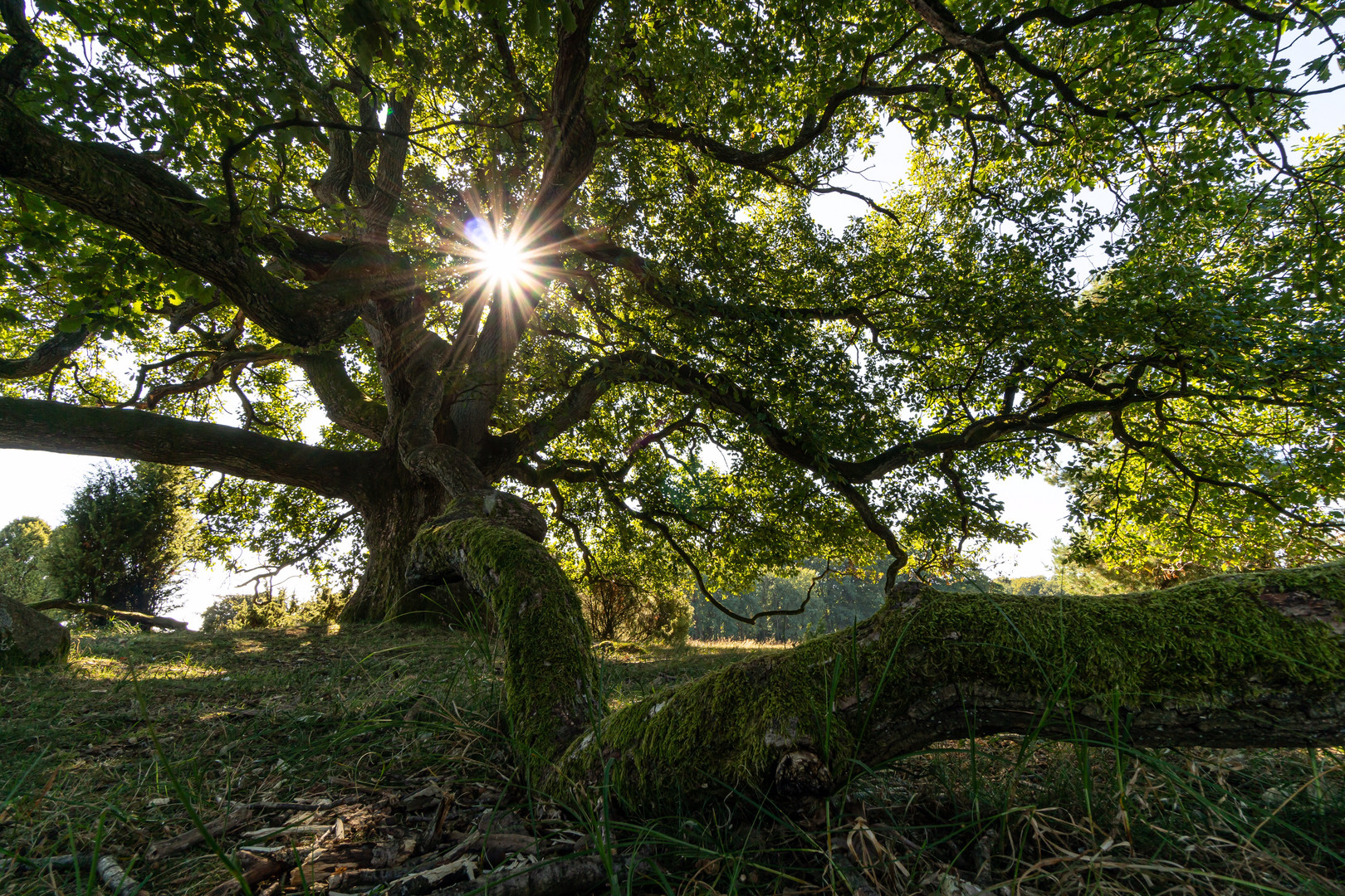 alter Baum