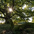 alter Baum