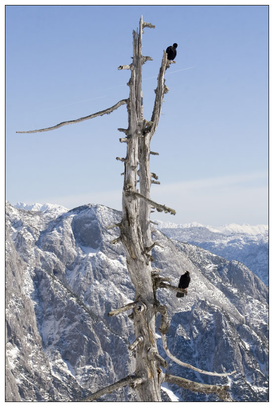 alter Baum als Rastplatz für Bergdohlen