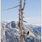 alter Baum als Rastplatz für Bergdohlen