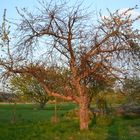 Alter Baum am Ende der Welt