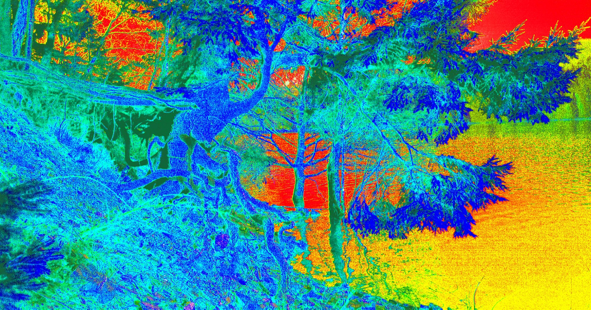 Alter Baum am Eupener See spektral