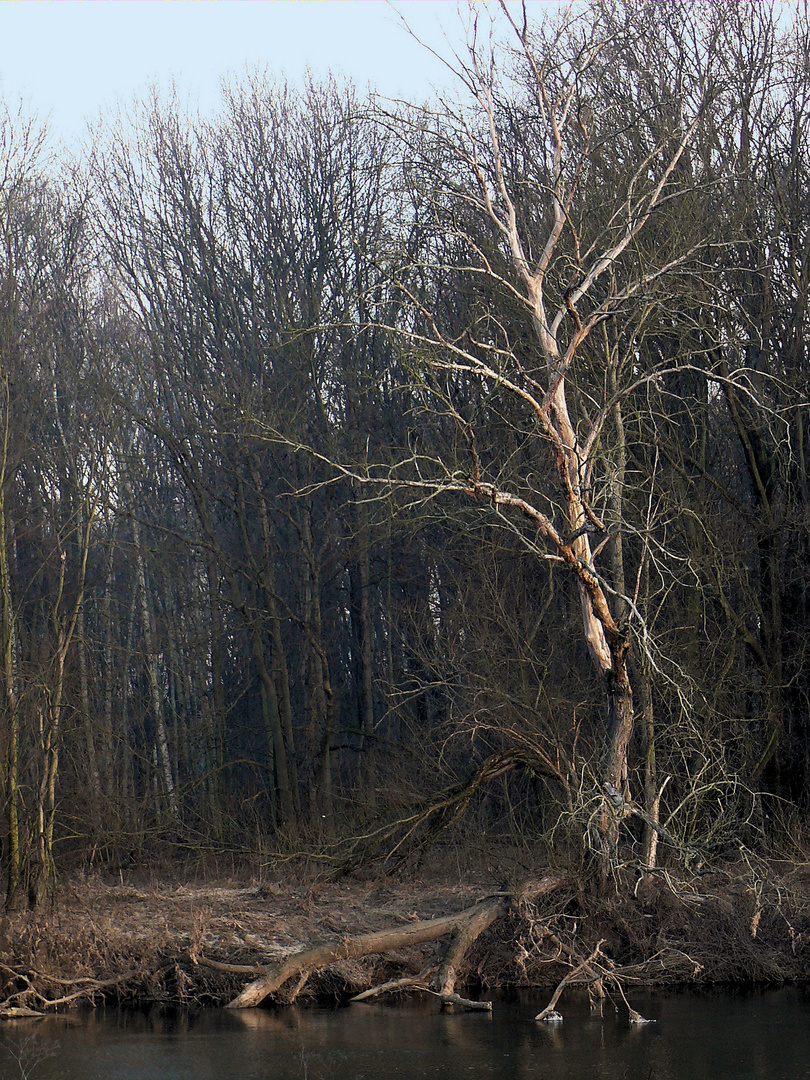 alter Baum am Fluss