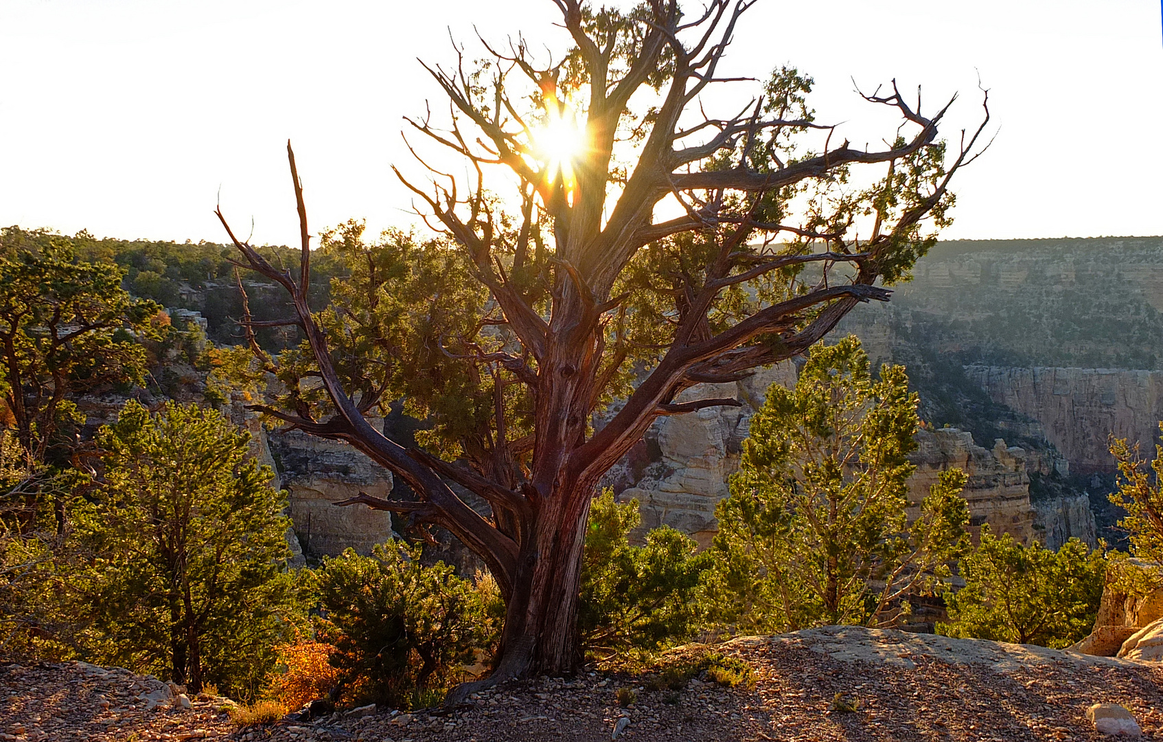 Alter Baum am Grand Canyon