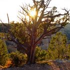 Alter Baum am Grand Canyon