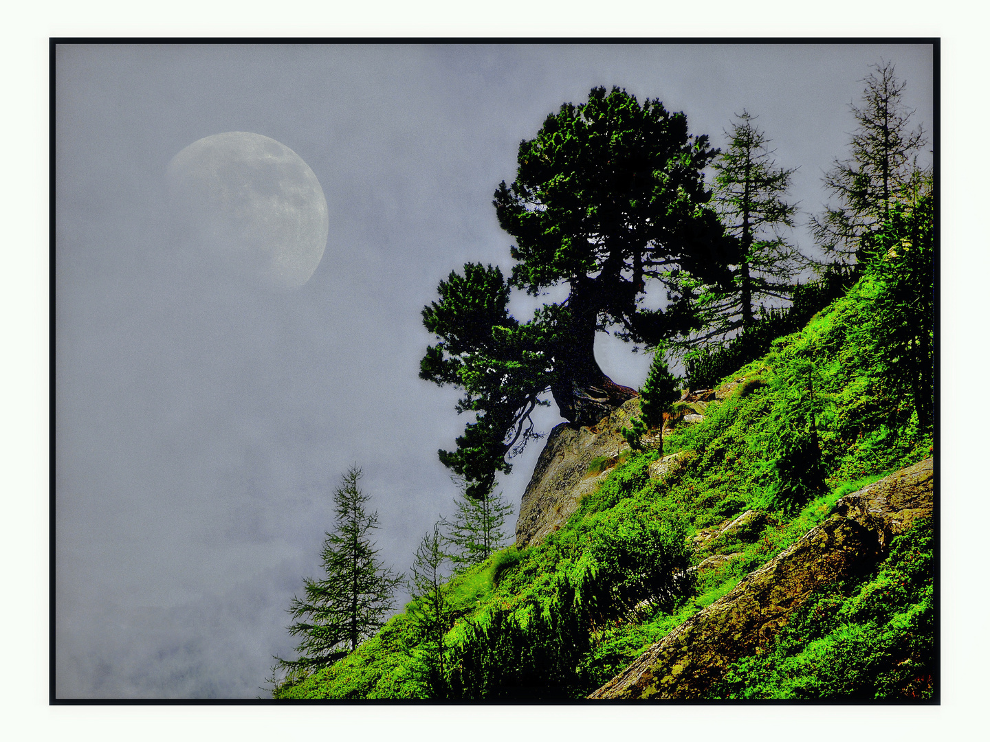 ALTER BAUM AM HANG (BGL)