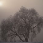 Alter Baum am Rhein in Wesel