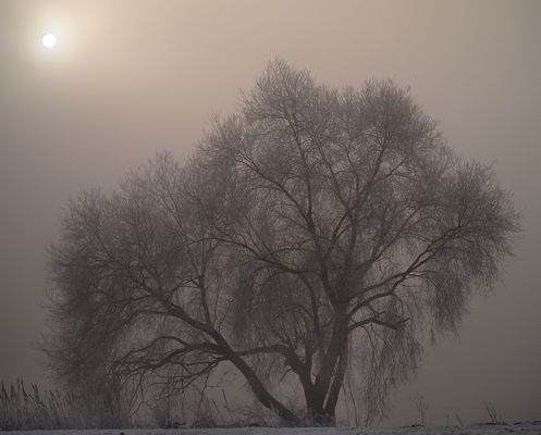Alter Baum am Rhein in Wesel