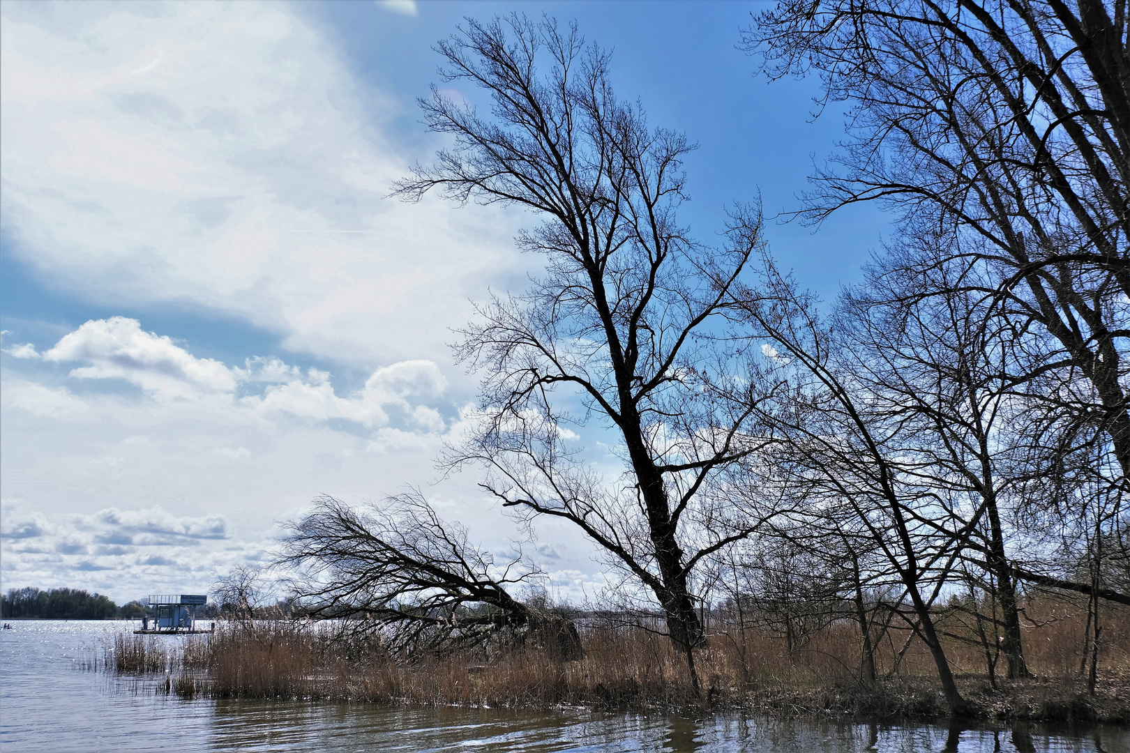 Alter Baum am See