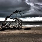 alter Baum am Strand