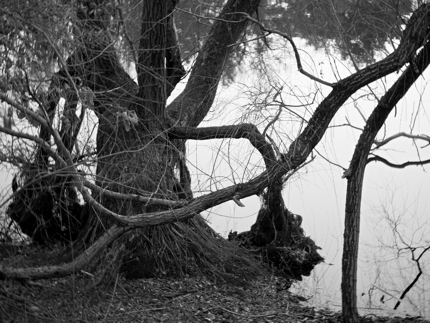 Alter Baum am Teich