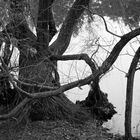 Alter Baum am Teich