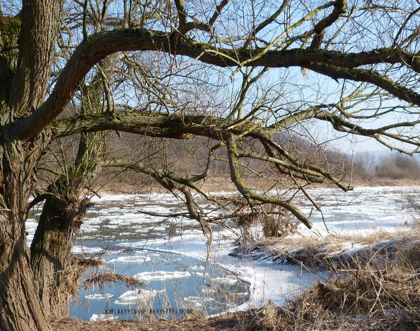 Alter Baum am vereisten Flussufer Weser