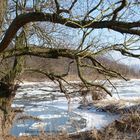 Alter Baum am vereisten Flussufer Weser