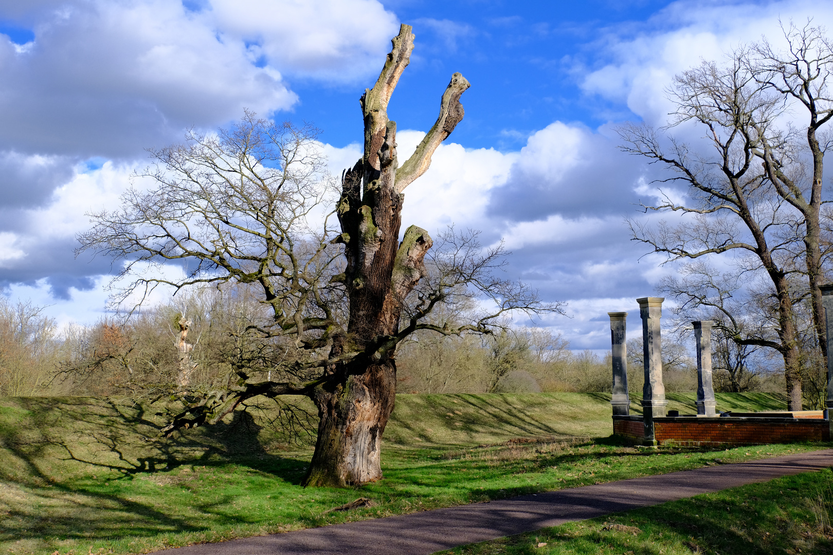 Alter Baum am Wegesrand