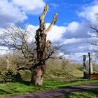 Alter Baum am Wegesrand