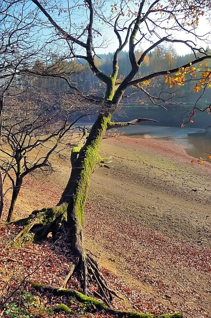 Alter Baum an der Lingese Talsperre