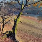 Alter Baum an der Lingese Talsperre