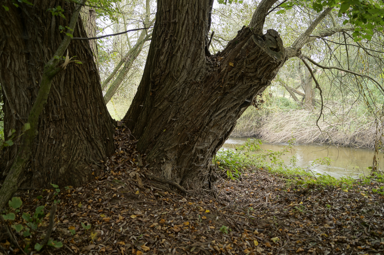 Alter Baum an der Oker