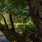 Alter Baum an der Paar