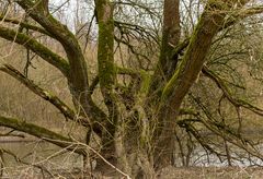 Alter Baum an der Ruhr