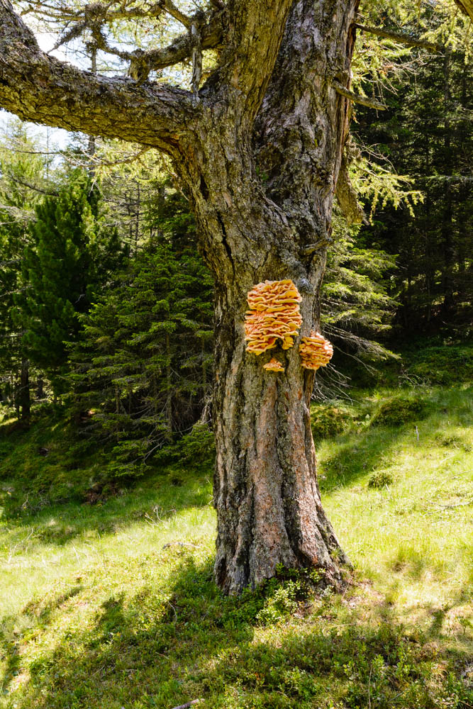 Alter Baum auf der Alm