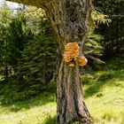 Alter Baum auf der Alm