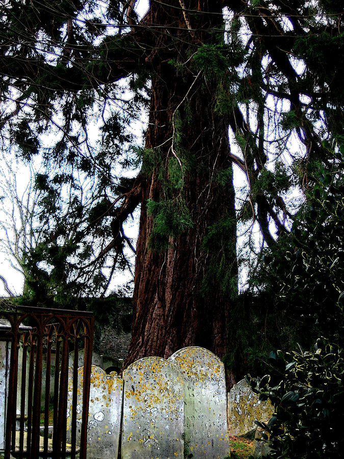 Alter Baum auf Friedhof in England