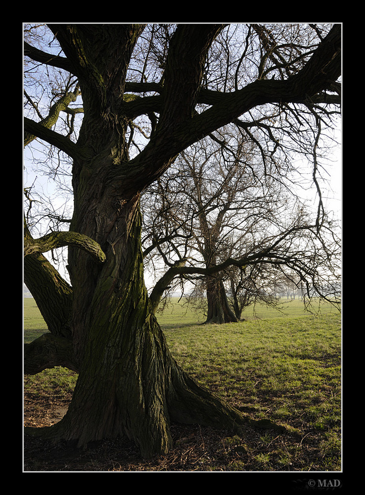 Alter Baum