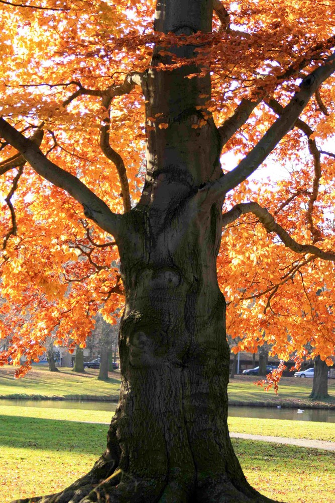 Alter Baum