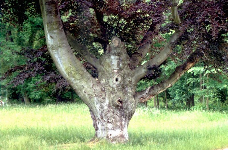 Alter Baum