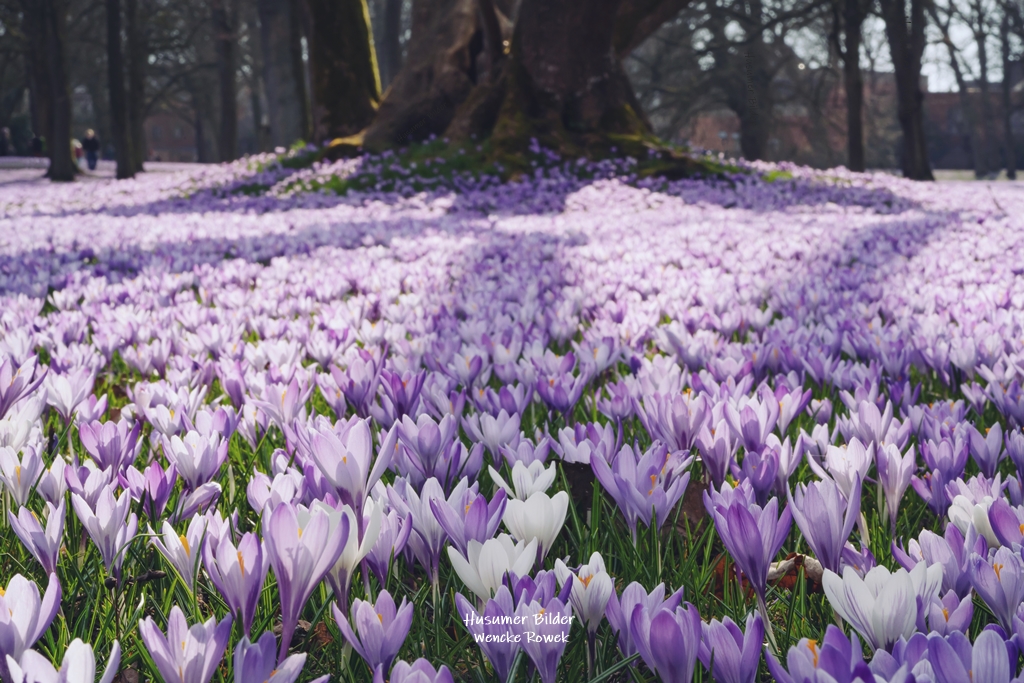 Alter Baum bei der Husumer Krokusblüte