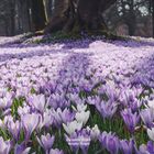 Alter Baum bei der Husumer Krokusblüte