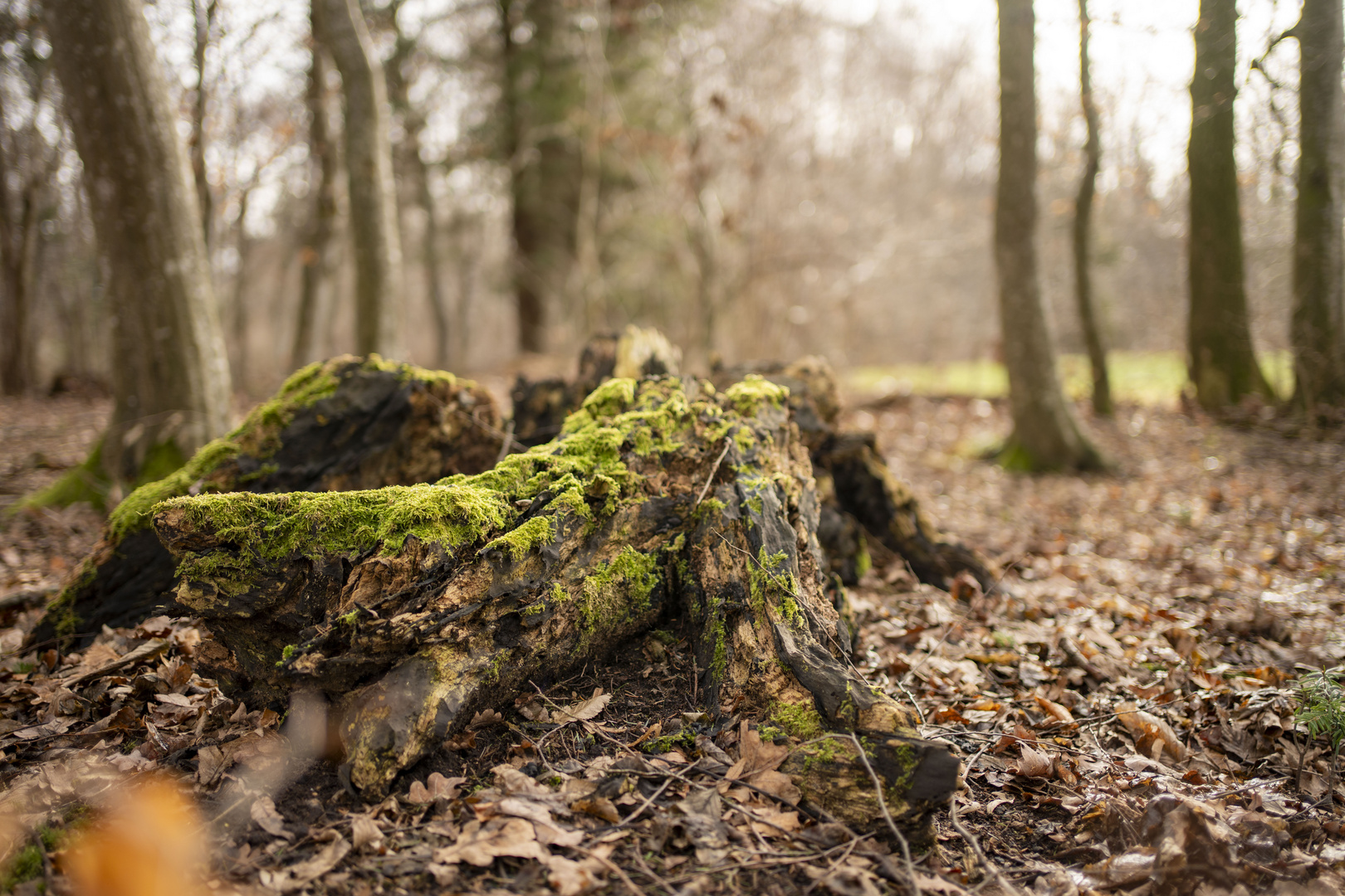 Alter Baum