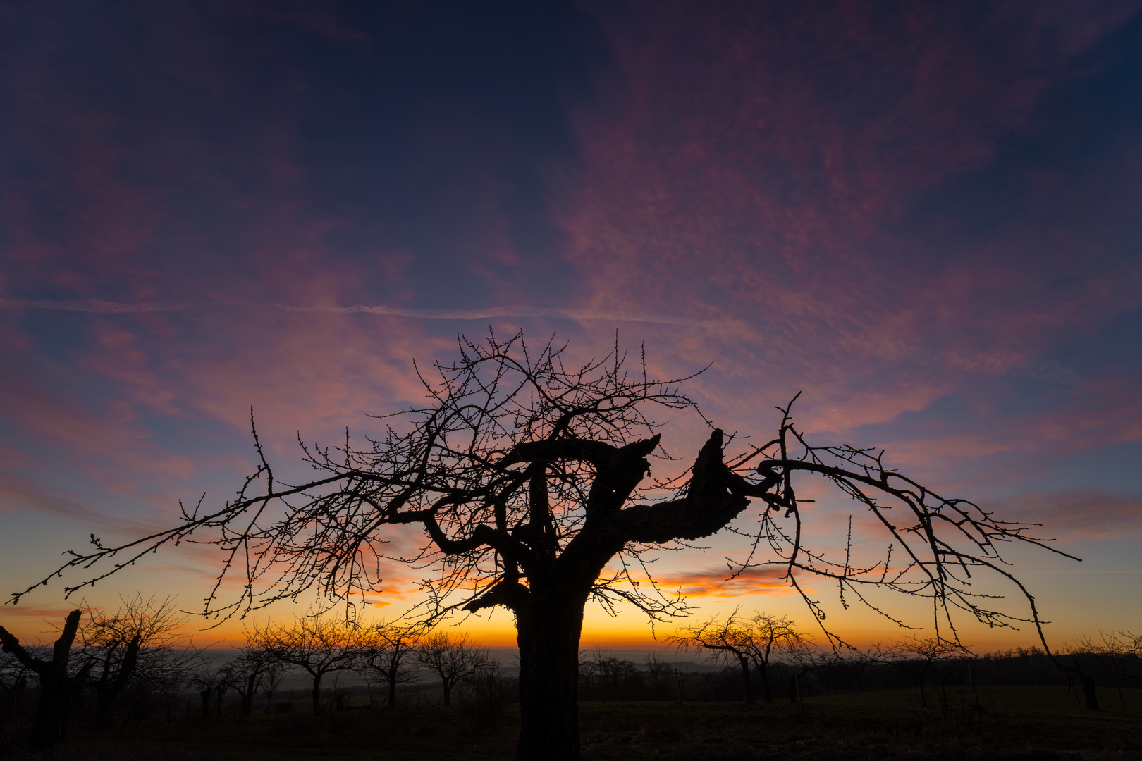 alter Baum