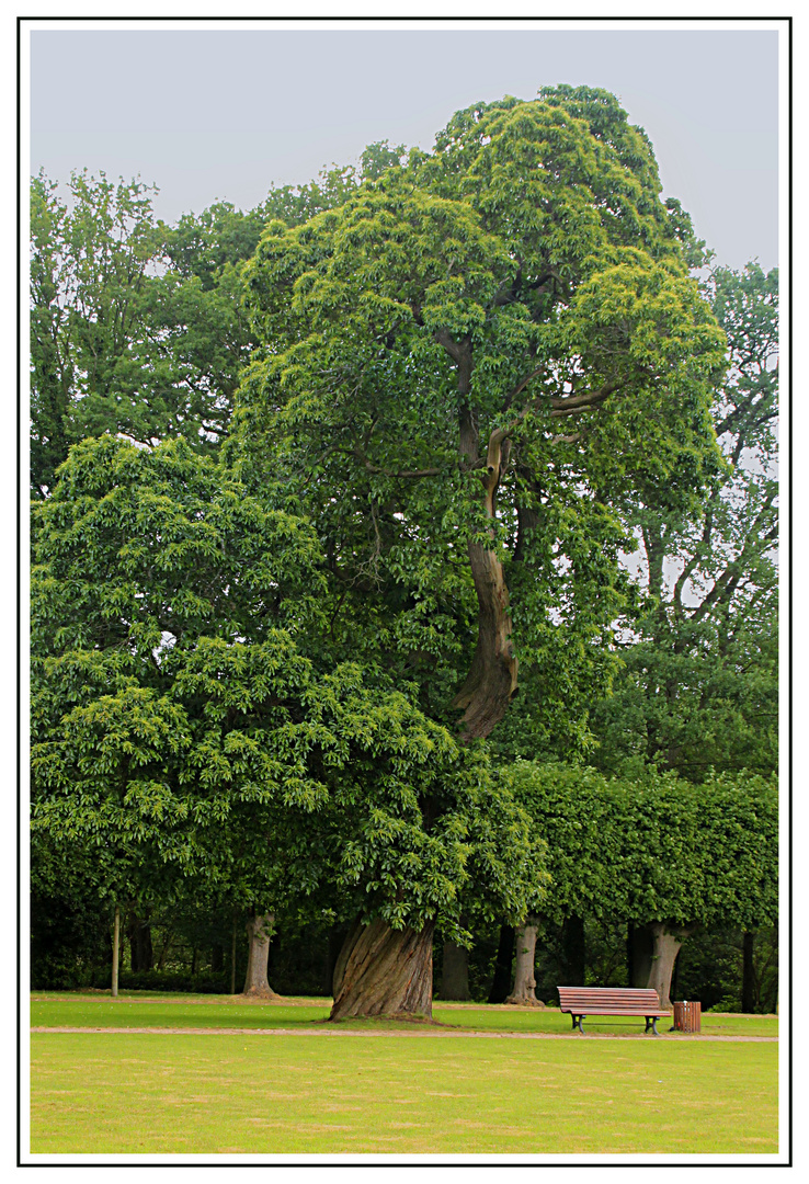 Alter Baum